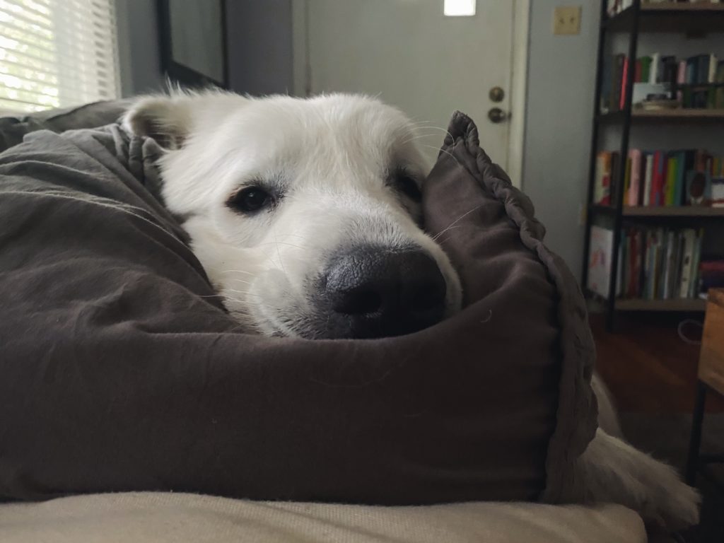 Chandler the dog | Long Center