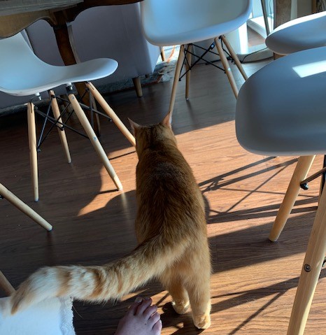 orange cat | Mid-Week Intermission | Long Center