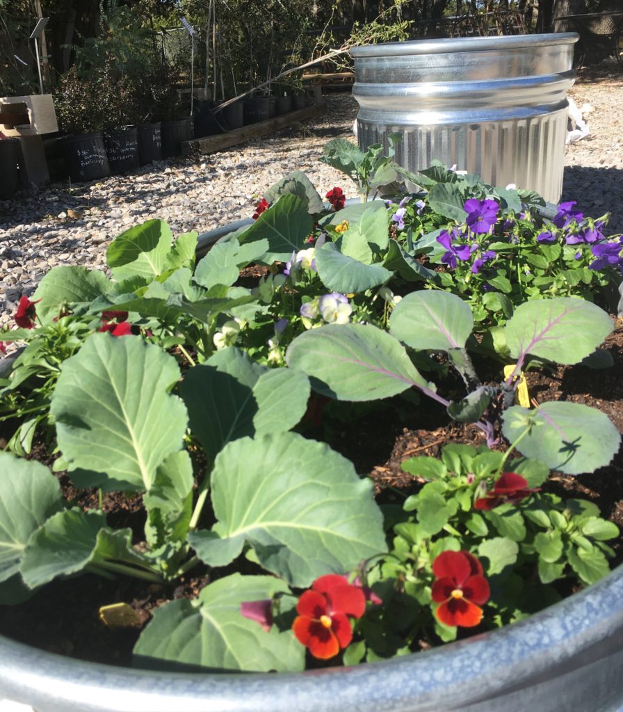 home flower garden