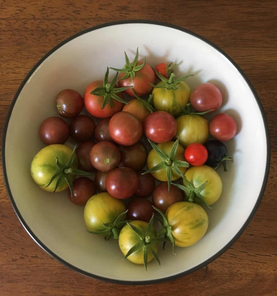 home grown tomatoes in a bowl