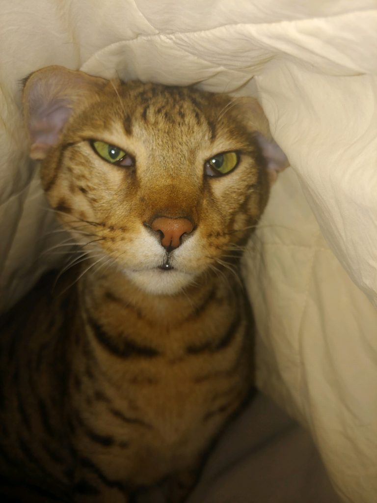 brown cat staying warm under a white blanket